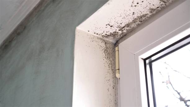 Best Office Mold Removal Services  in Burlingame, CA