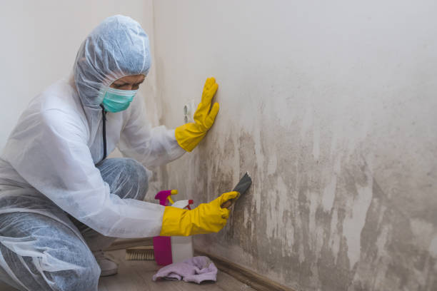 Best Certified Mold Removal  in Burlingame, CA