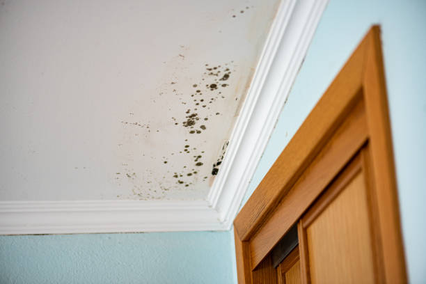 Best Mold Remediation  in Burlingame, CA