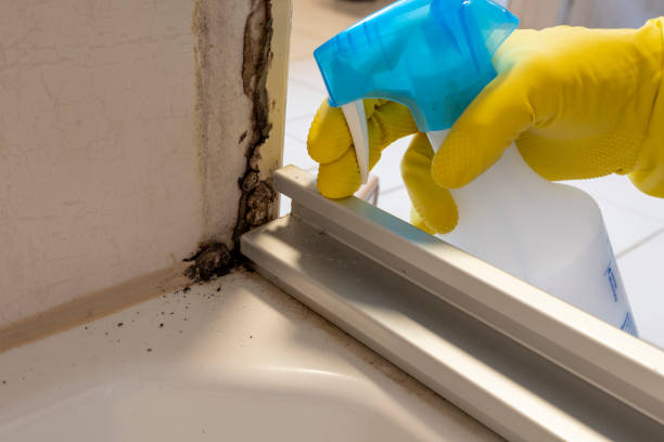 Best Residential Mold Removal  in Burlingame, CA