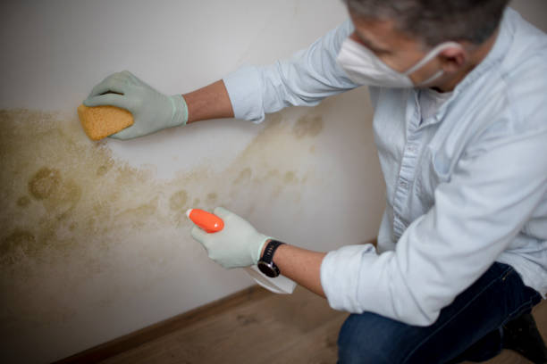 Best Mold Remediation Services  in Burlingame, CA
