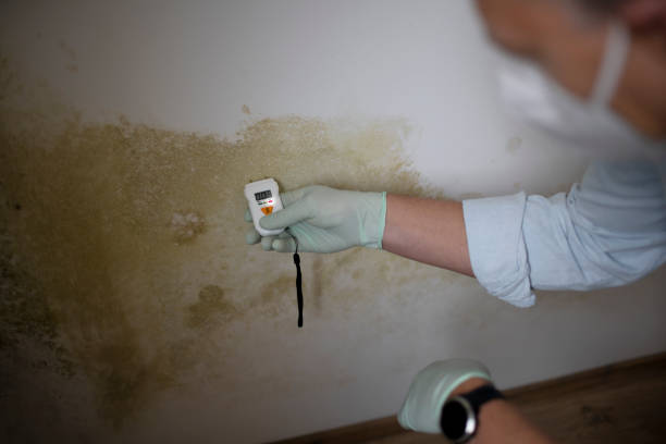 Best Mold Remediation  in Burlingame, CA