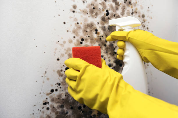 Best Affordable Mold Removal  in Burlingame, CA