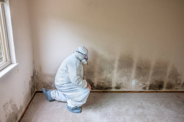 Best Fast Mold Removal  in Burlingame, CA