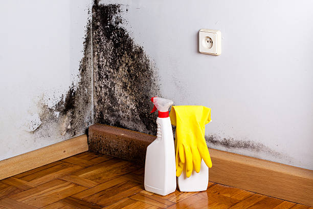 Best Mold Cleaning Services  in Burlingame, CA