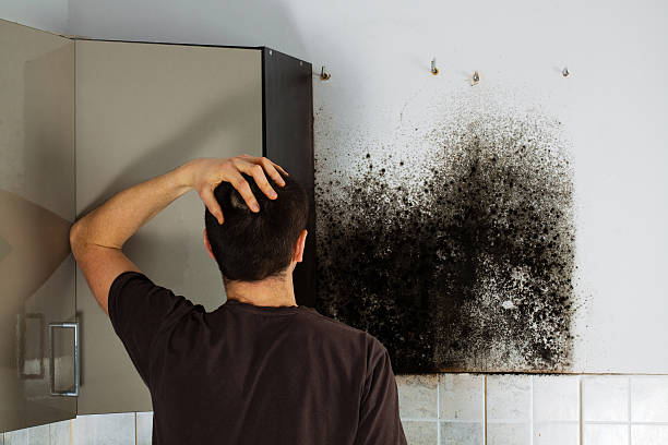 Best Same-Day Mold Removal  in Burlingame, CA