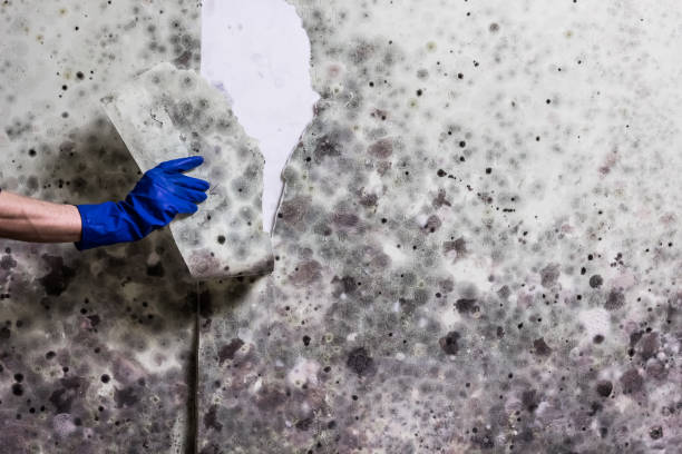 Burlingame, CA Mold Removal Company