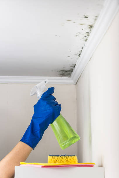 Best Mold Remediation Experts  in Burlingame, CA