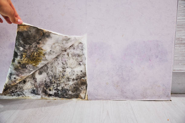 Best Home Mold Removal  in Burlingame, CA